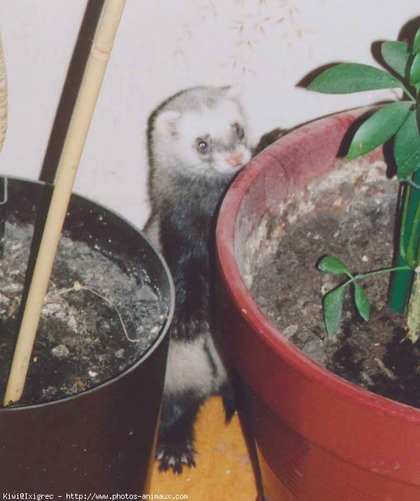 Photo de Furet