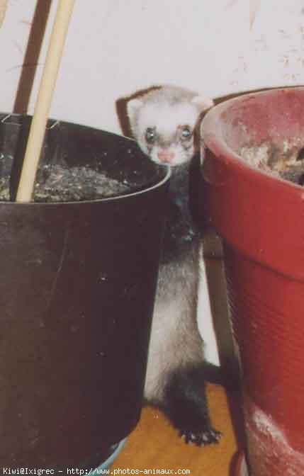 Photo de Furet