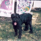 Photo de Bouvier des flandres