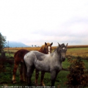 Photo de Races diffrentes