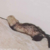 Photo de Furet