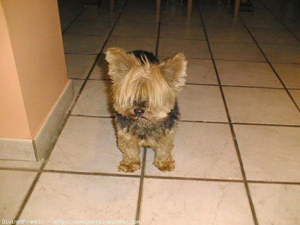 Photo de Yorkshire terrier