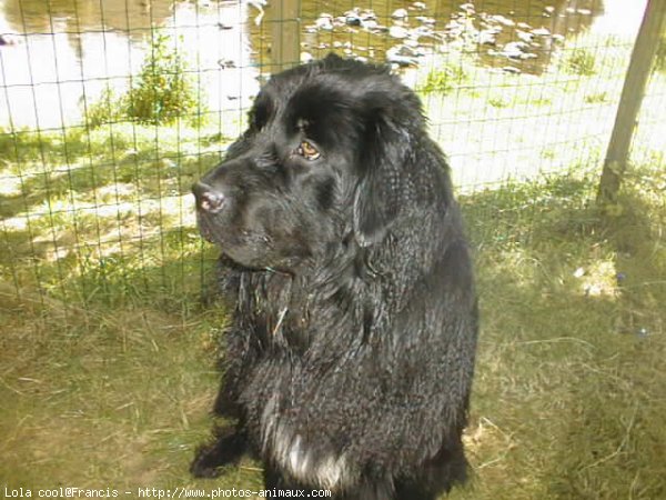 Photo de Chien de terre-neuve