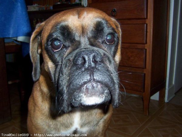 Photo de Boxer