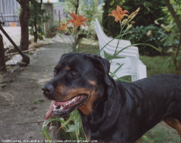 Photo de Rottweiler