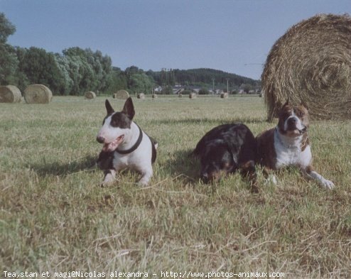 Photo de Rottweiler