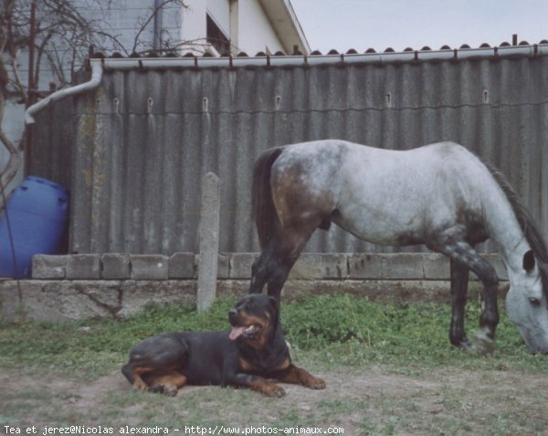 Photo de Rottweiler