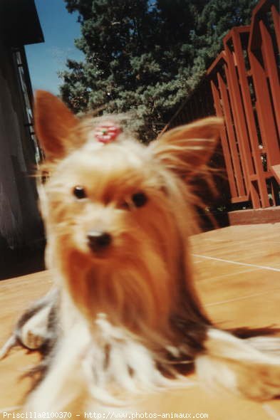 Photo de Yorkshire terrier