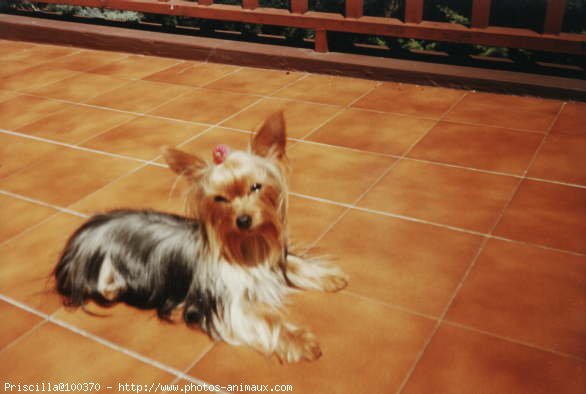 Photo de Yorkshire terrier