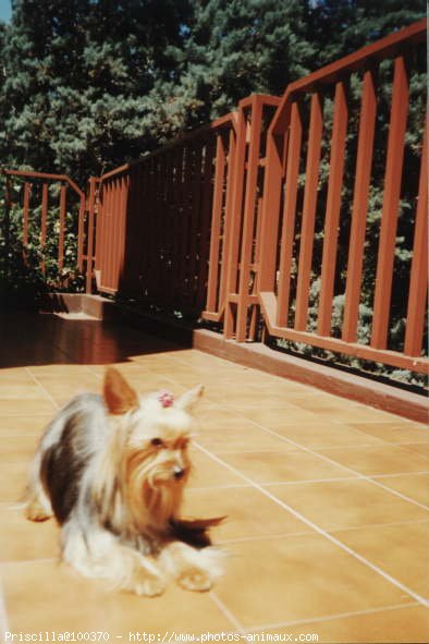 Photo de Yorkshire terrier