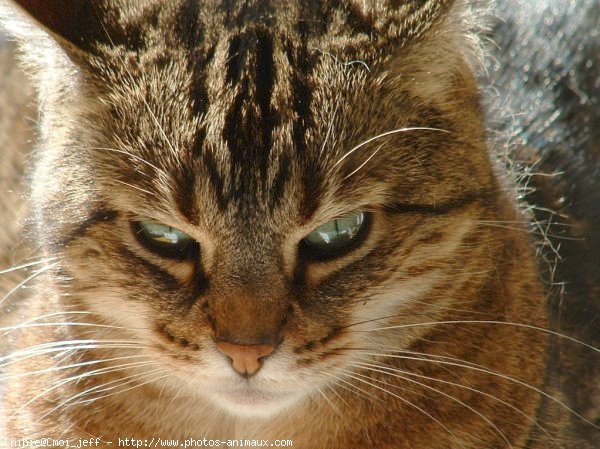 Photo de Chat domestique