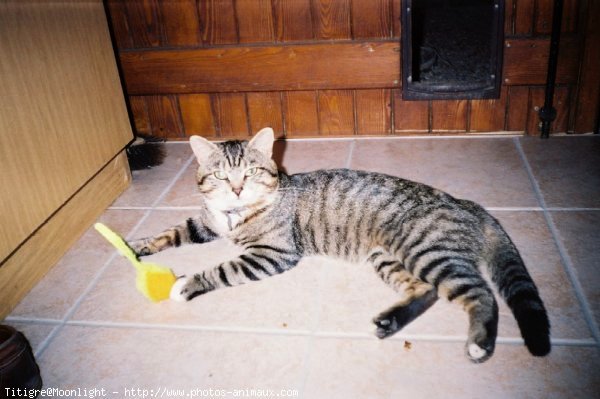 Photo de Chat domestique