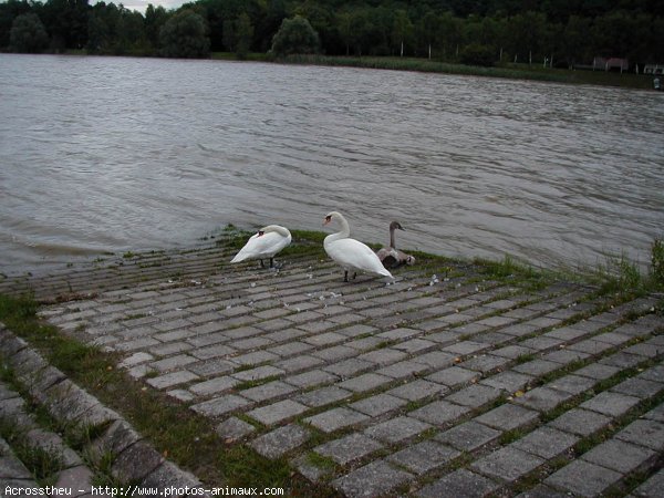 Photo de Cygne