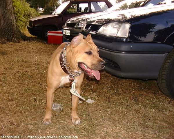 Photo d'American staffordshire terrier