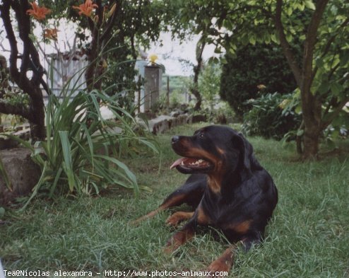 Photo de Rottweiler