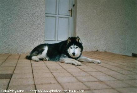 Photo de Husky siberien