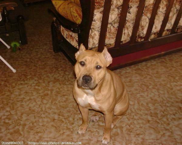 Photo d'American staffordshire terrier