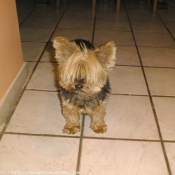 Photo de Yorkshire terrier