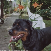 Photo de Rottweiler