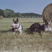 Photo de Rottweiler