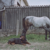 Photo de Rottweiler