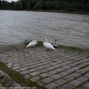 Photo de Cygne