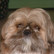 Photo de Shih tzu