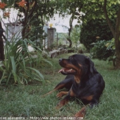 Photo de Rottweiler