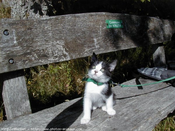 Photo de Chat domestique