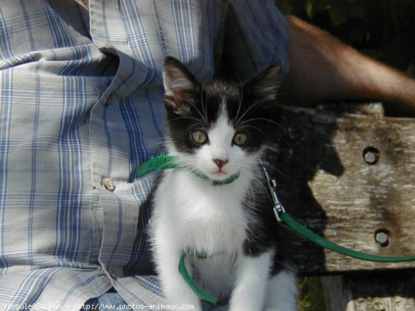 Photo de Chat domestique