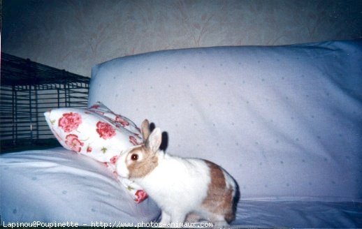 Photo de Lapin