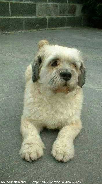 Photo de Lhassa apso