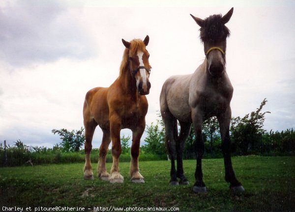 Photo de Races diffrentes