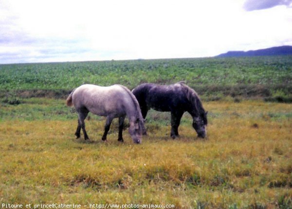 Photo de Percheron