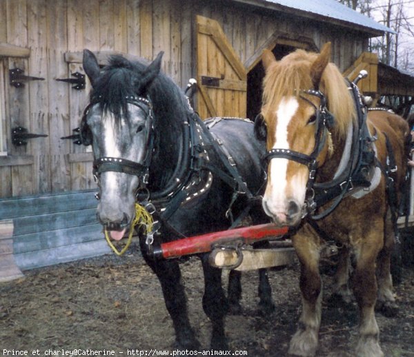 Photo de Races diffrentes