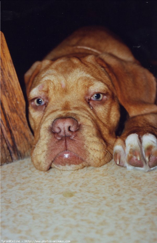 Photo de Dogue de bordeaux