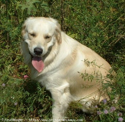 Photo de Golden retriever