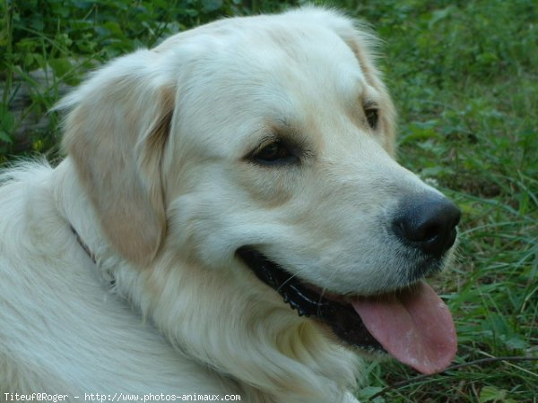 Photo de Golden retriever