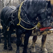 Photo de Percheron