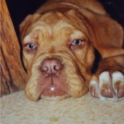 Photo de Dogue de bordeaux