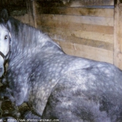 Photo de Percheron