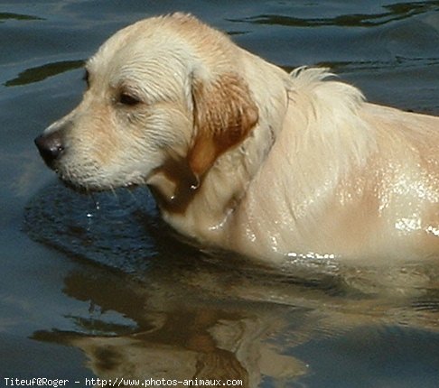 Photo de Golden retriever