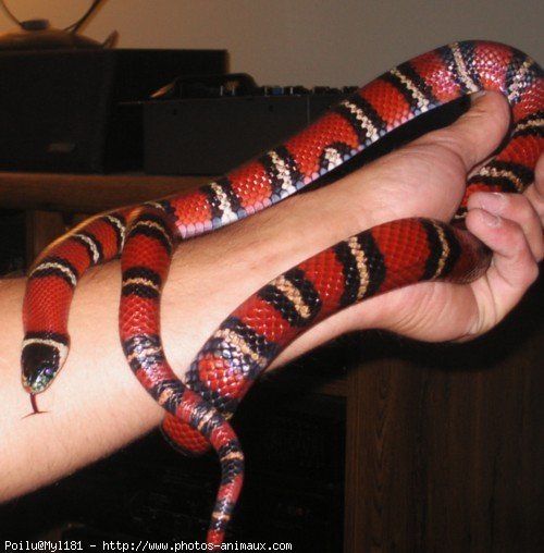 Photo de Serpent