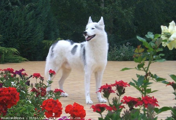 Photo de Husky siberien