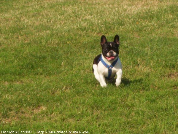 Photo de Bouledogue franais