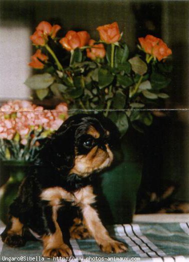 Photo de King charles spaniel