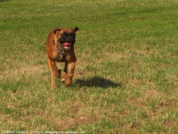 Photo de Boxer