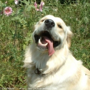 Photo de Golden retriever