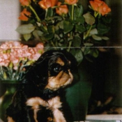 Photo de King charles spaniel