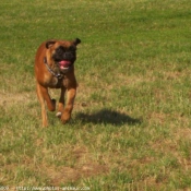 Photo de Boxer